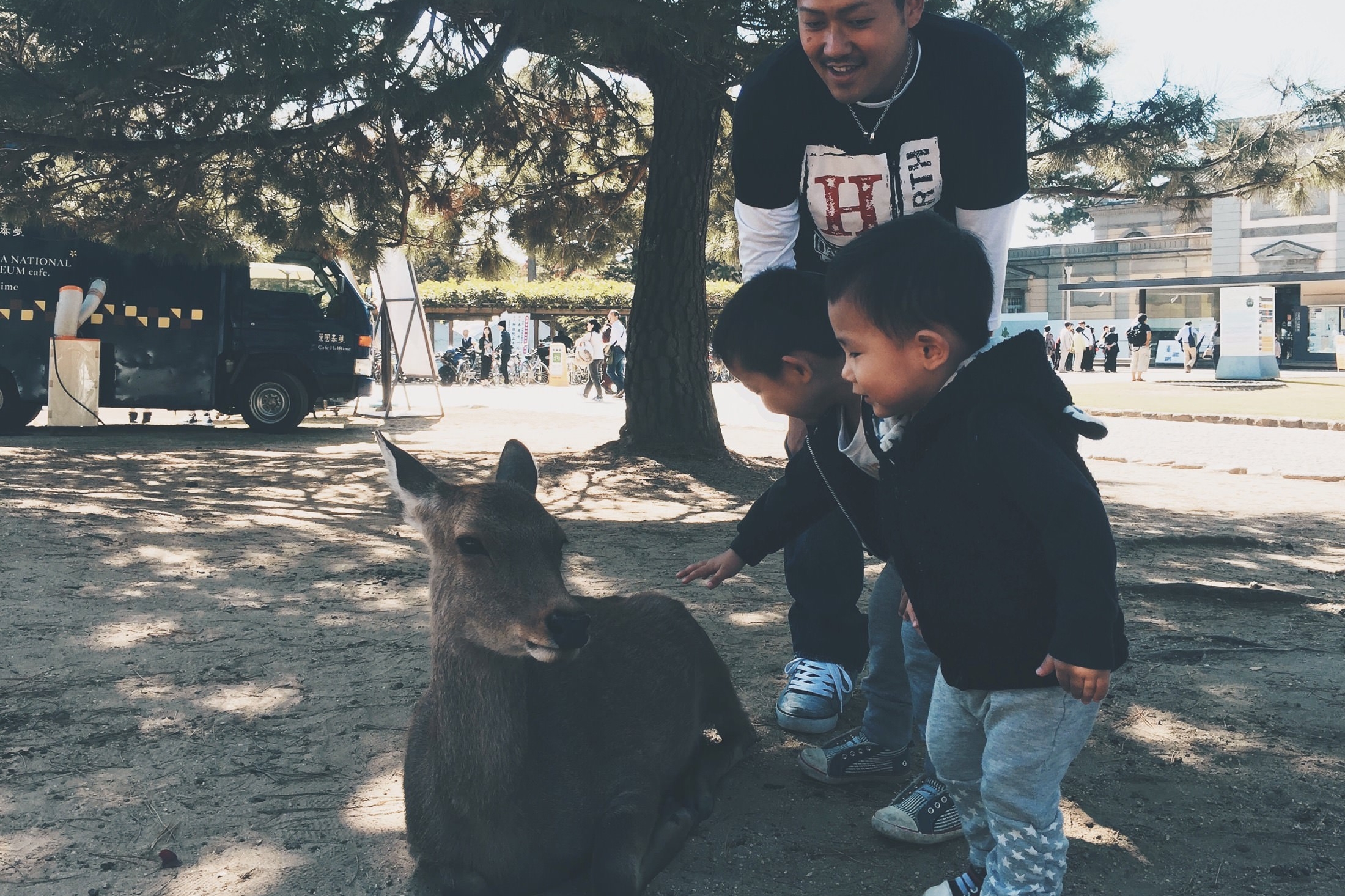 Japan Travelogue - Nara Deers