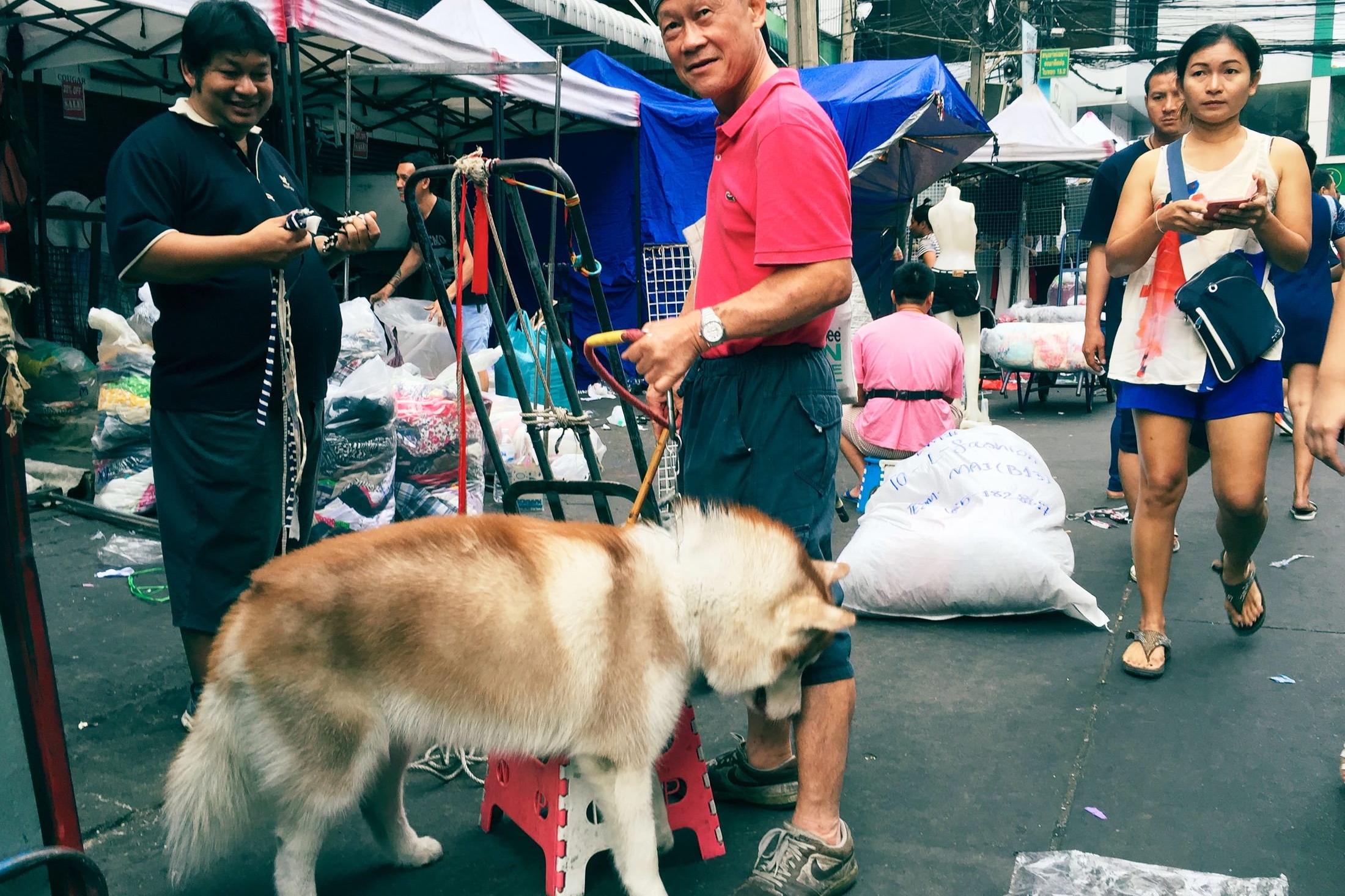 BKK 2015 - Huge Dog